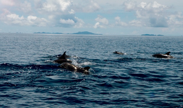 Wild bottlenose dolphins