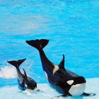Performing orcas at SeaWorld