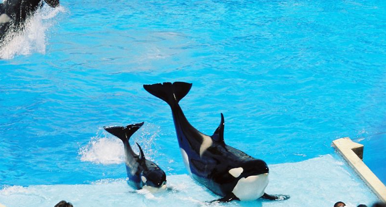 Performing orcas at SeaWorld