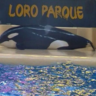Morgan on concrete slide-out, Loro Parque, Spain, 5_16
