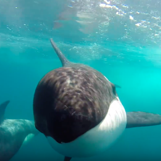 Close Encounters of the Wild Kind