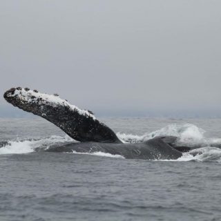 juvenile humpback whale surface feeding