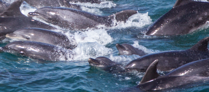 Taiji, Japan Dolphin Slaughter