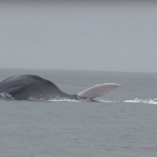 Blue whale, Monterey, California