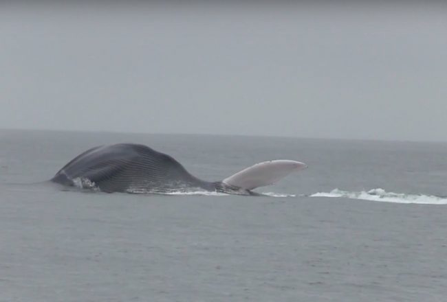 Blue whale, Monterey, California