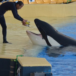 Captive orca at Loro Parque