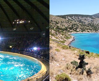 Dolphin sabbatical project