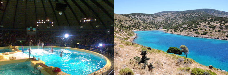 Dolphin sabbatical project