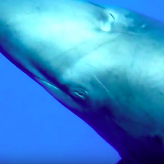 False Killer Whale