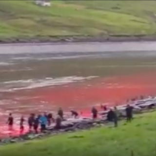 Faroe Islands Pilot Whale Slaughter, 7-26-16