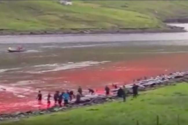Faroe Islands Pilot Whale Slaughter, 7-26-16