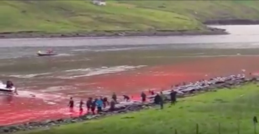Faroe Islands Pilot Whale Slaughter, 7-26-16