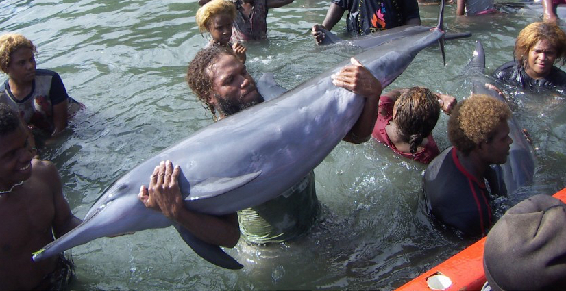 Dolphin trafficking in the Solomon Islands