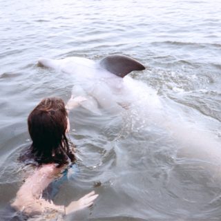 Captive dolphin encounter