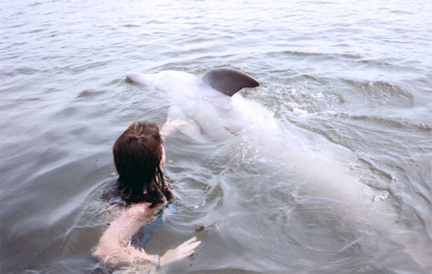 Captive dolphin encounter