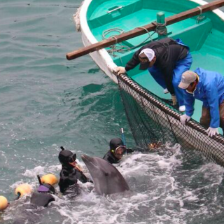 Taiji Prepares to Steal Lives for Profit