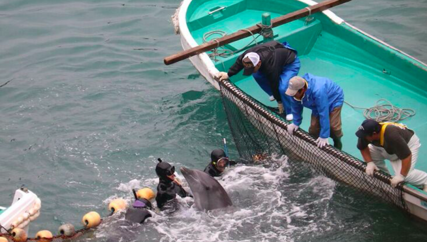 Taiji Prepares to Steal Lives for Profit