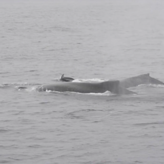 Pacific White-sided dolphins and Humpback whale, California