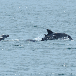 Chunsam and calf, South Korea Photo credit: Soojin Jang and Mi Yeon Kim