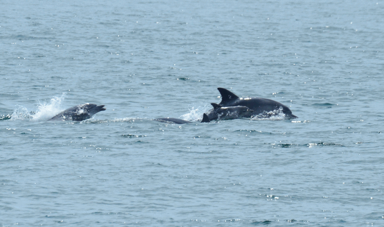 Chunsam and calf, South Korea Photo credit: Soojin Jang and Mi Yeon Kim