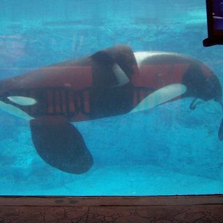 Tilikum, SeaWorld San Diego