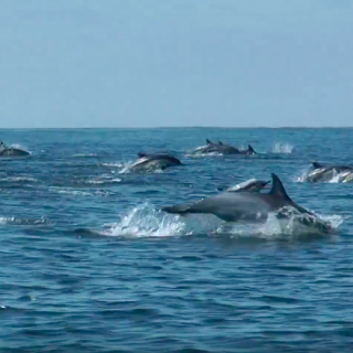 Superpod of Common Dolphins, San Diego