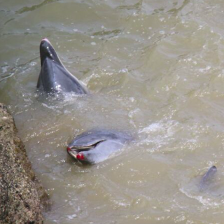Bloodied bottlenose dolphins after throwing themselves up against rocks