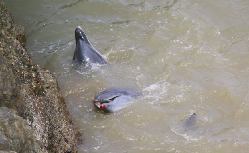 Bloodied bottlenose dolphins after throwing themselves up against rocks