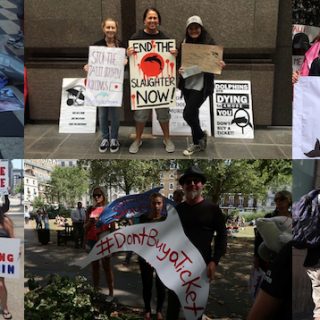 Japan Dolphins Day 2016