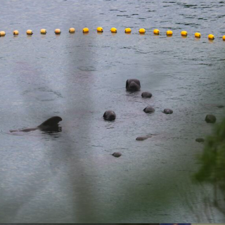 Remainder of pilot whale pod awaits their fate in the cove, Taiji, Japan, 9-18-16