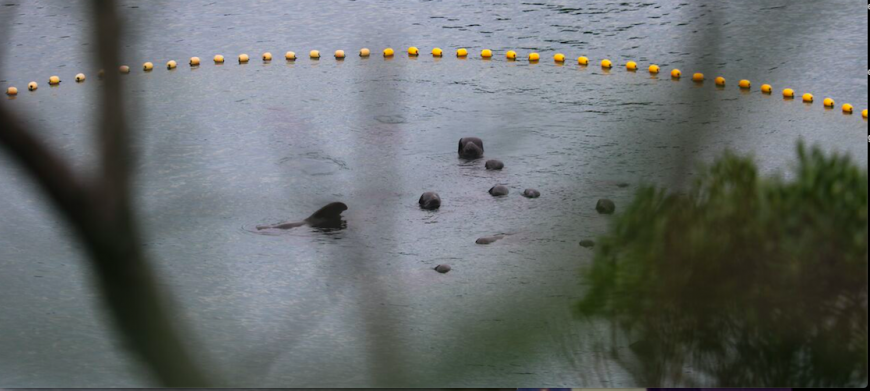 Remainder of pilot whale pod awaits their fate in the cove, Taiji, Japan, 9-18-16