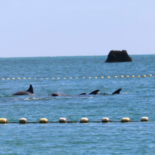 Captured Risso's dolphins, Taiji, Japan, 9-9-16