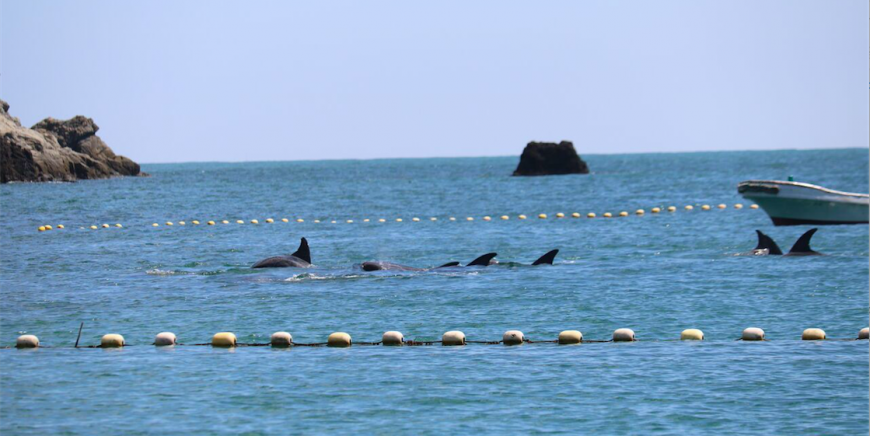 Captured Risso's dolphins, Taiji, Japan, 9-9-16