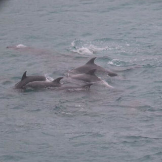Pod of bottlenose dolphins huddle together after being driven into The Cove