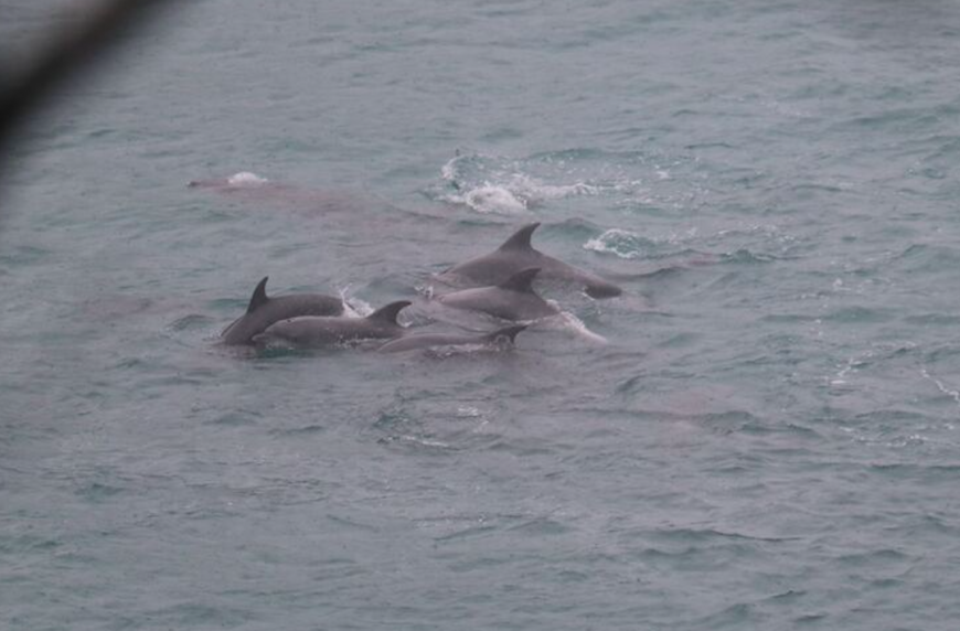 Pod of bottlenose dolphins huddle together after being driven into The Cove