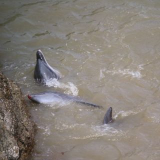 Bloodied dolphins after throwing themselves up against rocks.