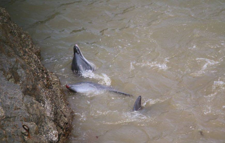 Bloodied dolphins after throwing themselves up against rocks.