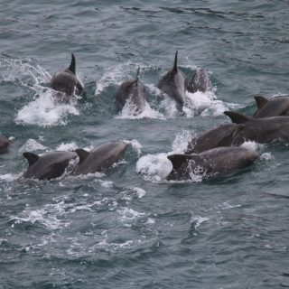 First bottlenose dolphins captured in Taiji, Japan, 9-16-16