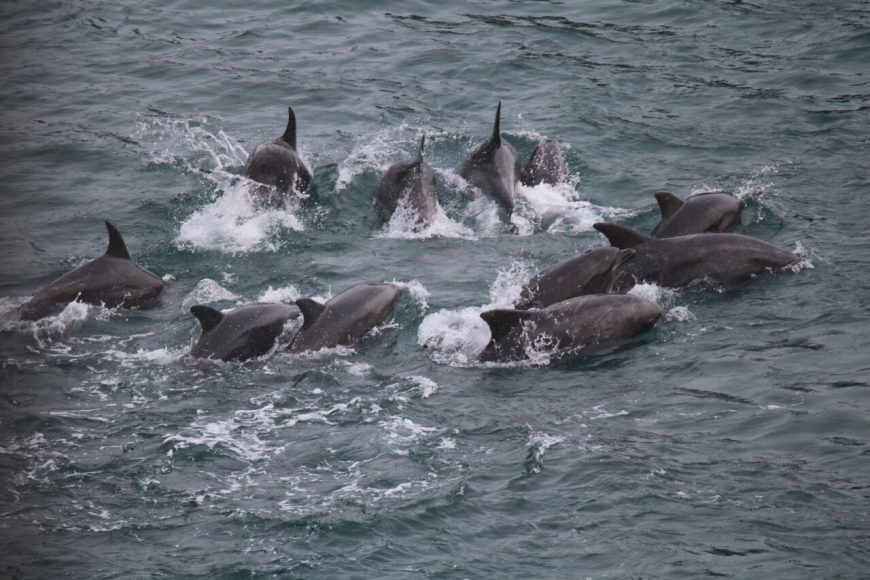 First bottlenose dolphins captured in Taiji, Japan, 9-16-16