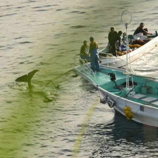 Dead pilot whale dragged back to harbor after slaughter, Taiji, Japan