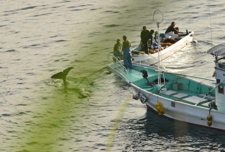 Dead pilot whale dragged back to harbor after slaughter, Taiji, Japan
