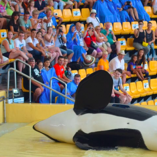 Travel Agencies Urged to Stop Supporting Dolphin Shows