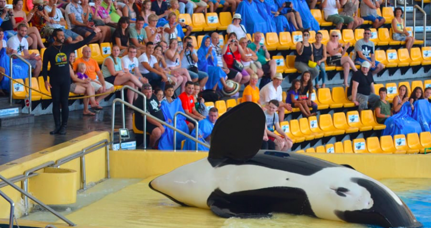Travel Agencies Urged to Stop Supporting Dolphin Shows