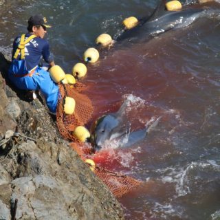 Striped dolphins panic and bleed out in the cove