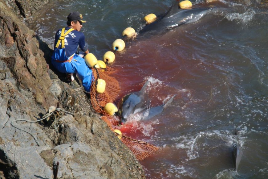 Striped dolphins panic and bleed out in the cove