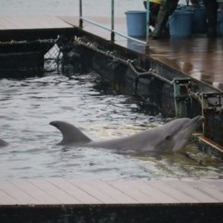 TripAdvisor to stop selling tickets to wild captive animal attractions