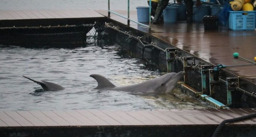 TripAdvisor to stop selling tickets to wild captive animal attractions