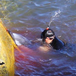 Striped dolphin throws itself onto rocks and nets, trying to escape hunters.
