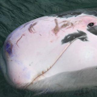 Piebald Risso's dolphin covered in multiple injuries, Taiji Whale Museum, 11-8-16