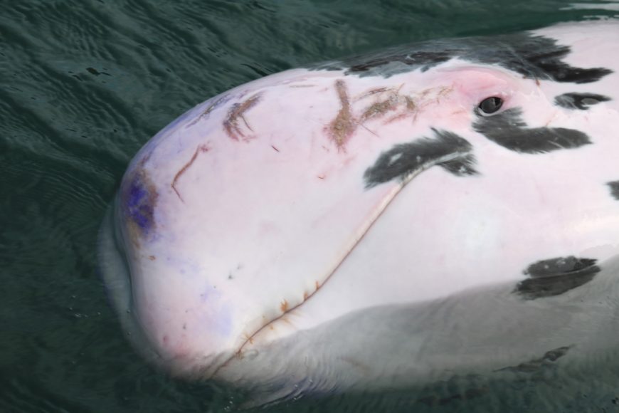 Piebald Risso's dolphin covered in multiple injuries, Taiji Whale Museum, 11-8-16